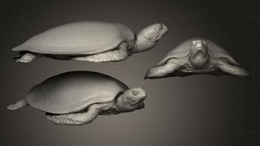 3D model Seaturtle (STL)